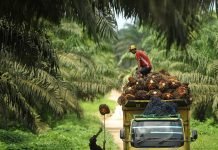 Pekerja mengangkut sawit ke dalam truk di kawasan perkebunan sawit PT Wanasawit Subur Lestari 2, Kalimantan Tengah, Sabtu (19/12). Kamar Dagang dan Industri (KADIN) meminta Otoritas Jasa dan Keuangan mengevaluasi kebijakan tentang Bank Berkelanjutan yang rencananya dimulai Januari 2016 karena dinilai mempersulit perusahaan sawit memperoleh kredit atau pembiayaan perbankan. ANTARA FOTO/Puspa Perwitasari/aww/15.